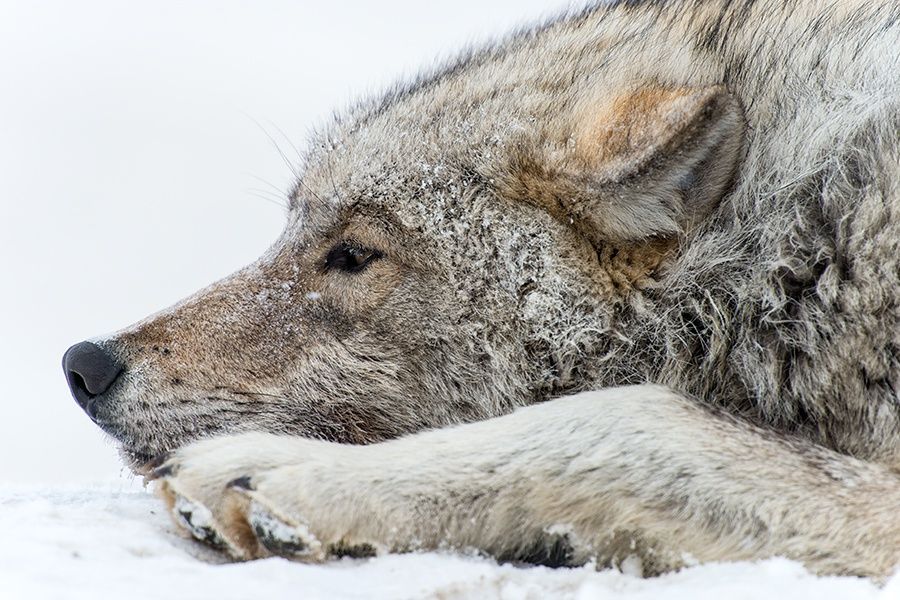 beautiful-wildlife:
“Polar Wolf, Chukotka by © Ivan Kislov
”