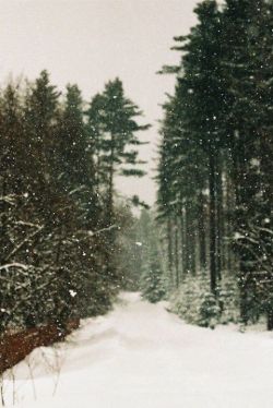 wolftramp:
“ Vintage Blog
”
winter evergreens