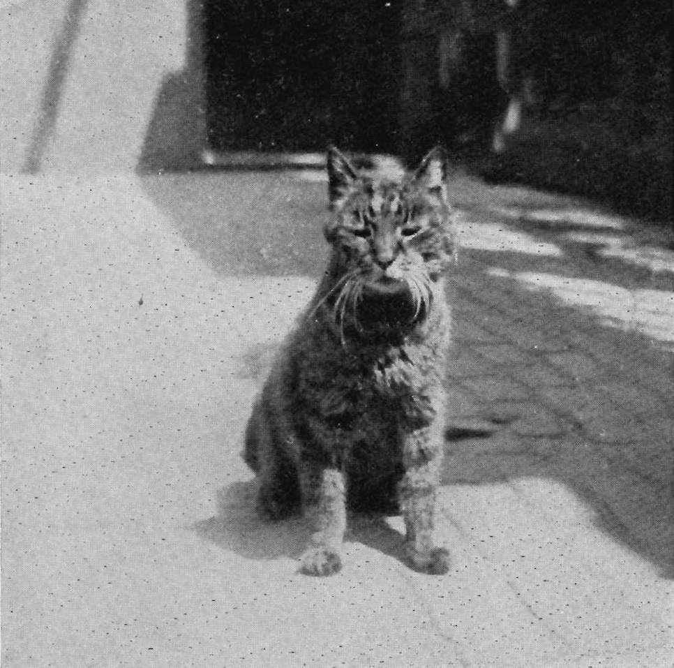 This is Mike the cat, who assisted in keeping the Main Gate at the British Museum from Feb 1909 to Jan 1929. When he died, the former Keeper of Egyptian and Assyrian Antiquities, Sir E A Wallis Budge, wrote this pamphlet about him. His obituary was...