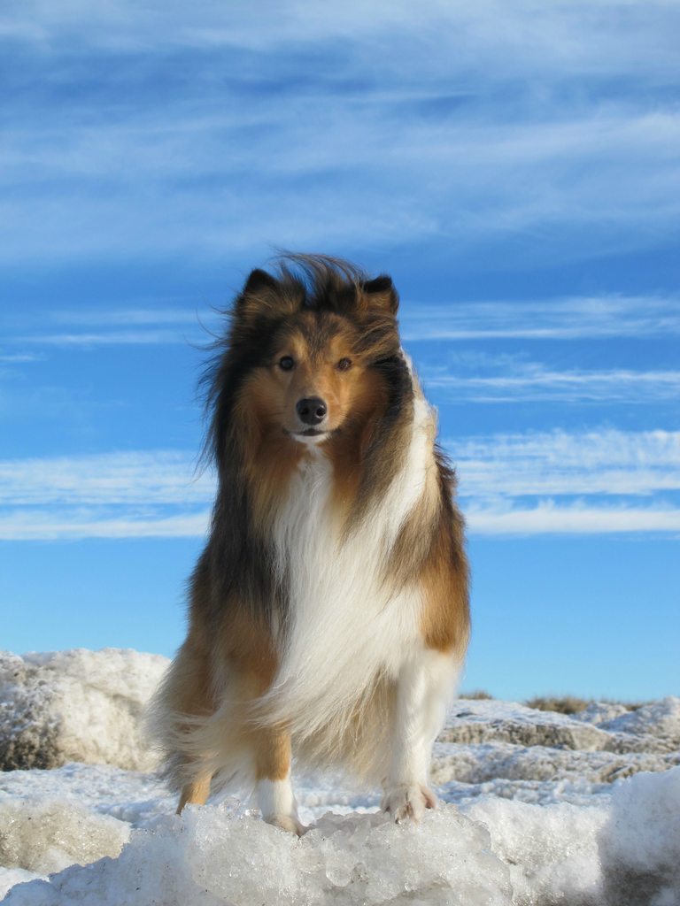 Ridiculously Photogenic Shetland Sheepdog
Source: http://bit.ly/29baOoL