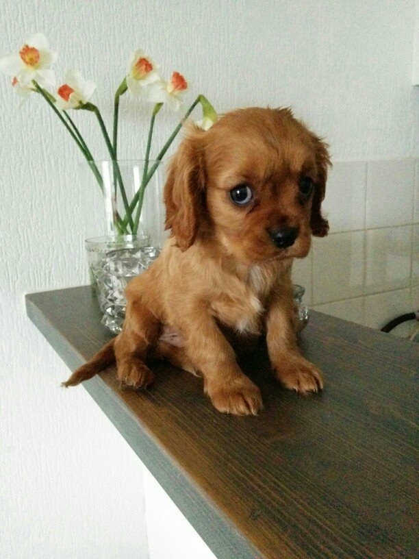 My friend just got the most adorable tiny puppy. (Source: http://ift.tt/2cD0AQE)