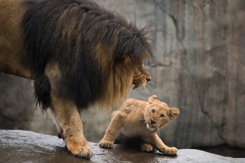 sixpenceee:
“ A male lion scolds his son! (Source)
”