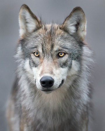wolfsheart-blog:
“Wolf by Ken Conger”