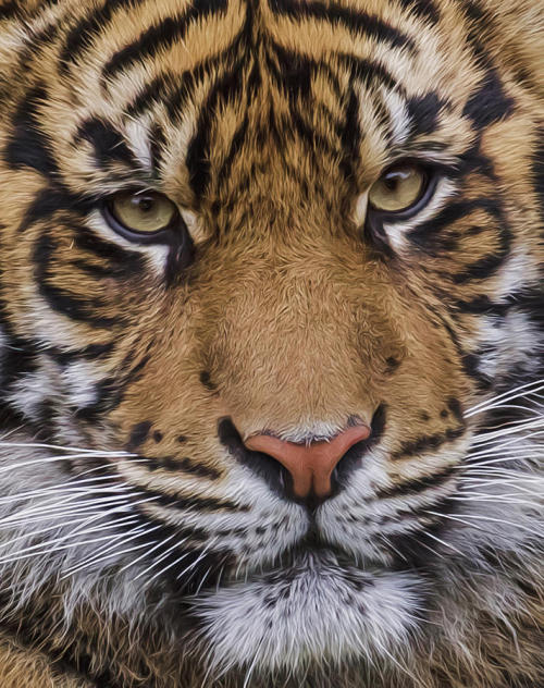 Sumatran Tiger Close-up by © Wes and Dotty Weber
