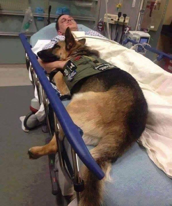 This dog is comforting his best friend in the time of need. Best example of dog’s loyalty. (Source: http://ift.tt/2aPHBBt)