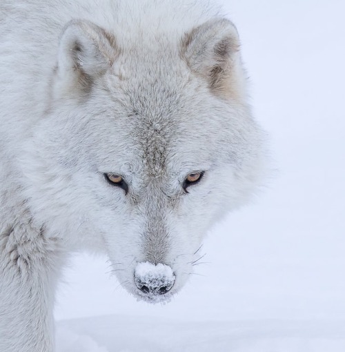 Arctic Wolf by © FRED LEMIRE