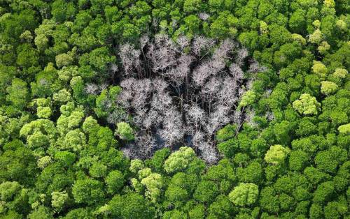 The result of a lightning strike in a forest. (Source)