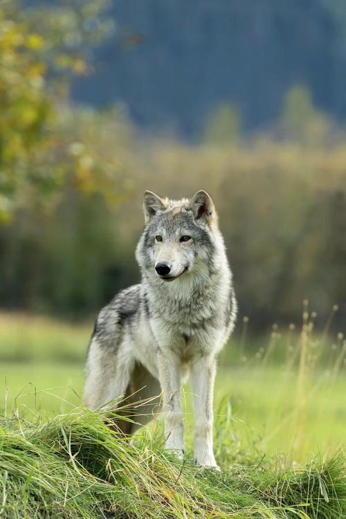 Female Gray Wolf, Alaska by © Doug Lindstrand