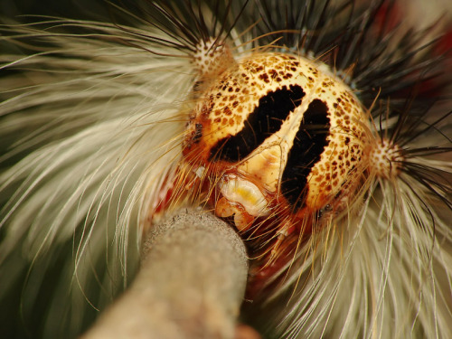 európai gyapjaslepke Lymantria dispar  kép:Pawel Bieniewski