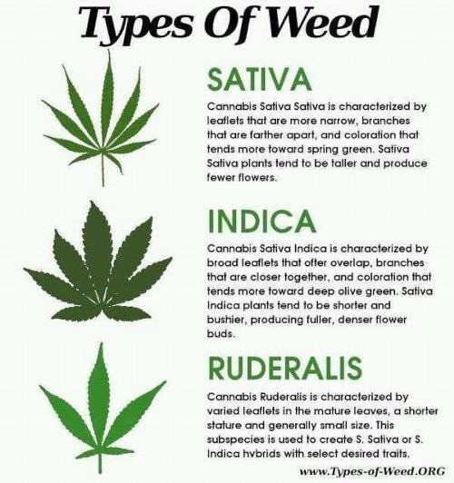 different forms of marijuana