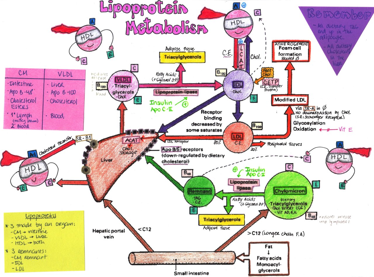 Lipoprotein Metabolism