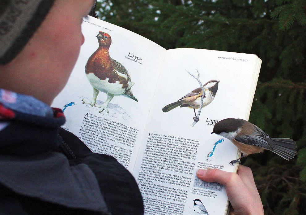 siberian tit lands on a page about itself...