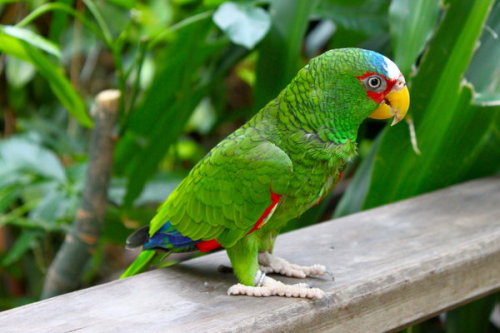 Image result for pictures of amazon spectacled parrot